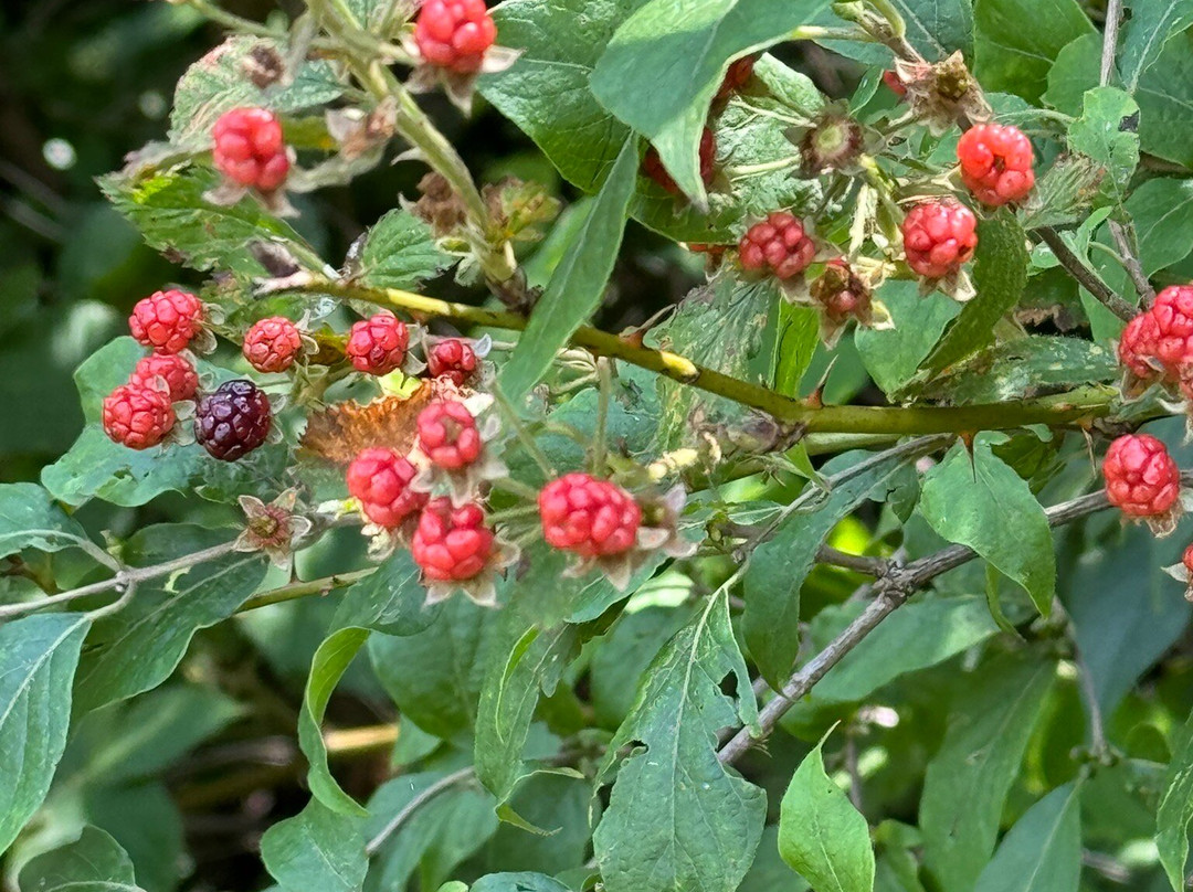 Best Western Jacksonville Inn主图