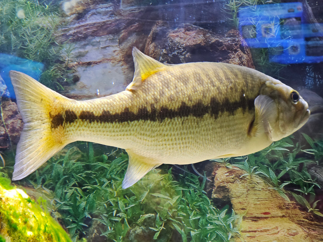 Appalachian Rivers Aquarium景点图片