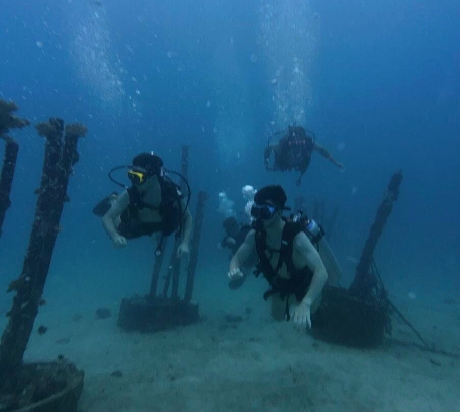 Mojo Divers-涛岛必去景点