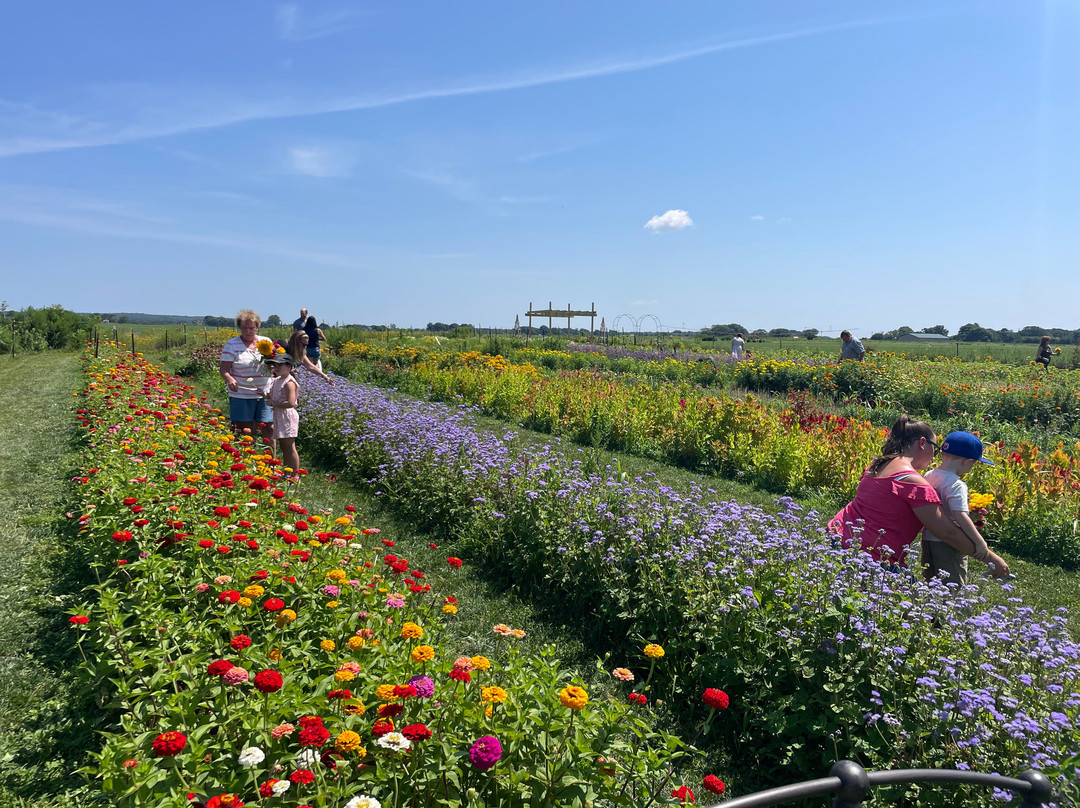 Horton's Flower Farm景点图片