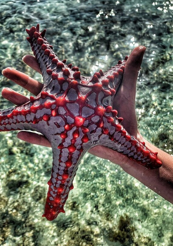 Malindi Marine Boat Excursions-马林地必去景点