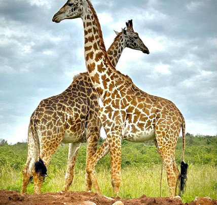 Medoti African Safaris-纳罗克必去景点