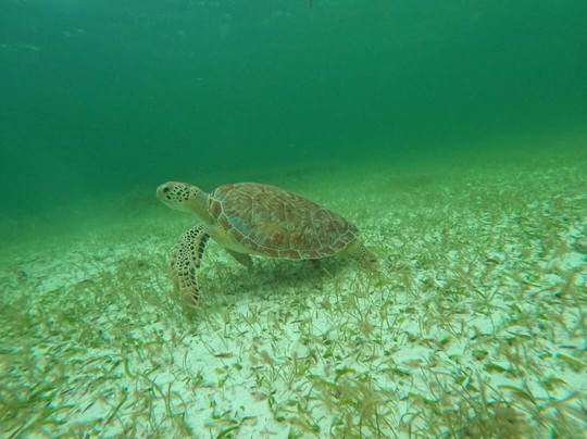 Luna Maya Tours-阿范特拉斯港必去景点