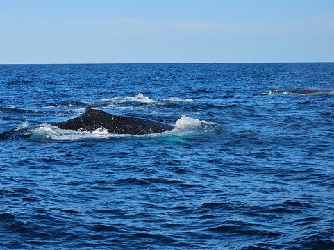 Kokomo Cruises-黄金海岸必去景点
