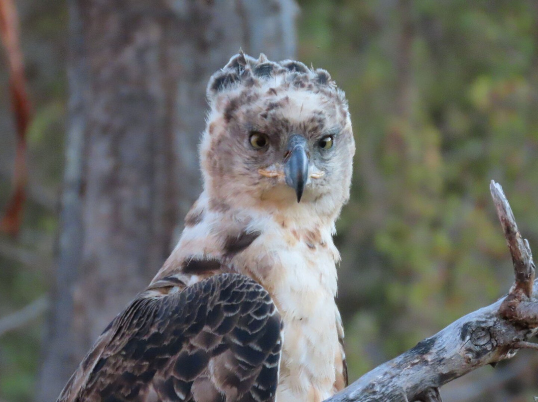 Nyalaland Wilderness Trail-克鲁格国家公园必去景点