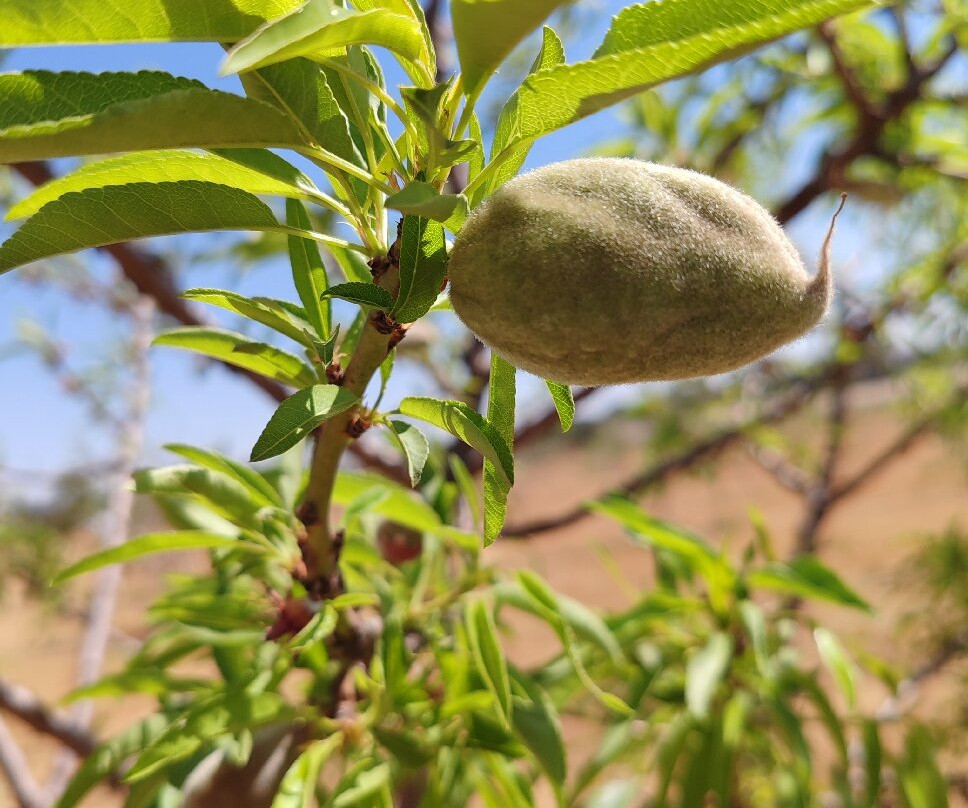 The Field Berry Farm-Walkerville必去景点