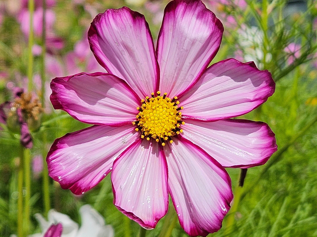 Cheyenne Botanic Gardens-夏延必去景点