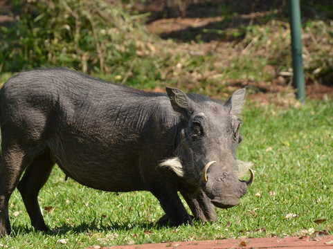Kaizer Africa safaris-恩德培必去景点