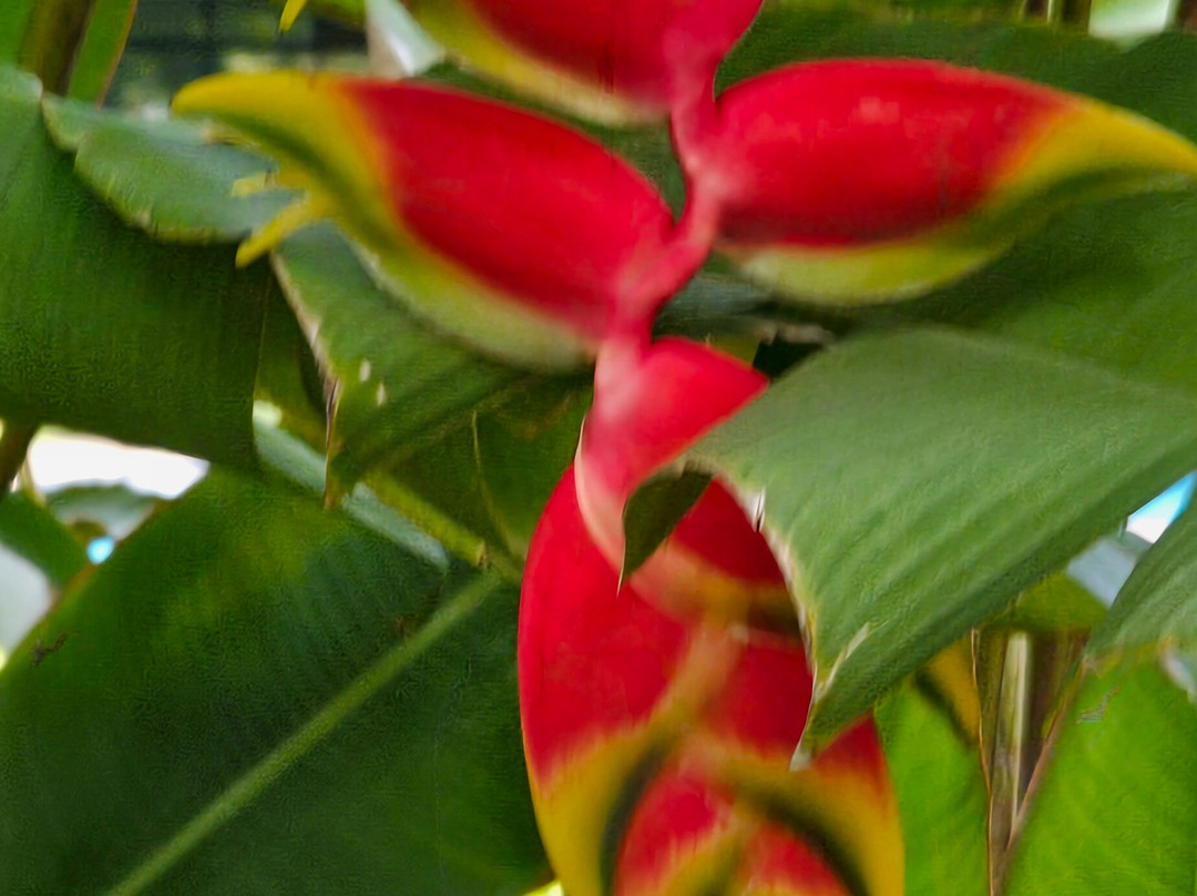 Gorillas Volcanoes Hotel主图