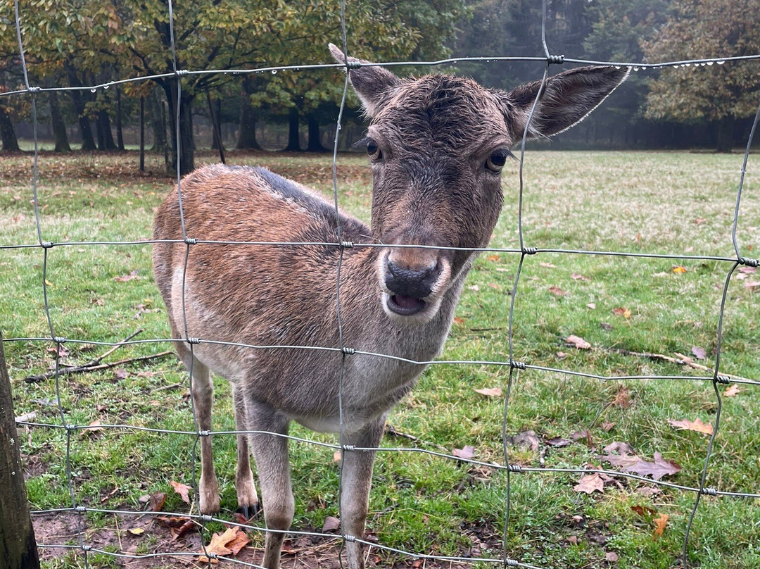 Wild- Und Wanderpark Rappweiler-zwalbach-Weiskirchen必去景点