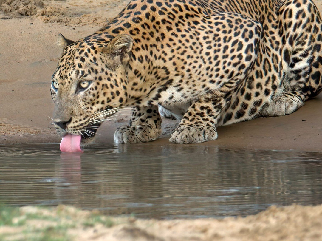 Yala Safari - Group Safari - Private Safari Tours by WanderLuxe-蒂瑟默哈拉默必去景点
