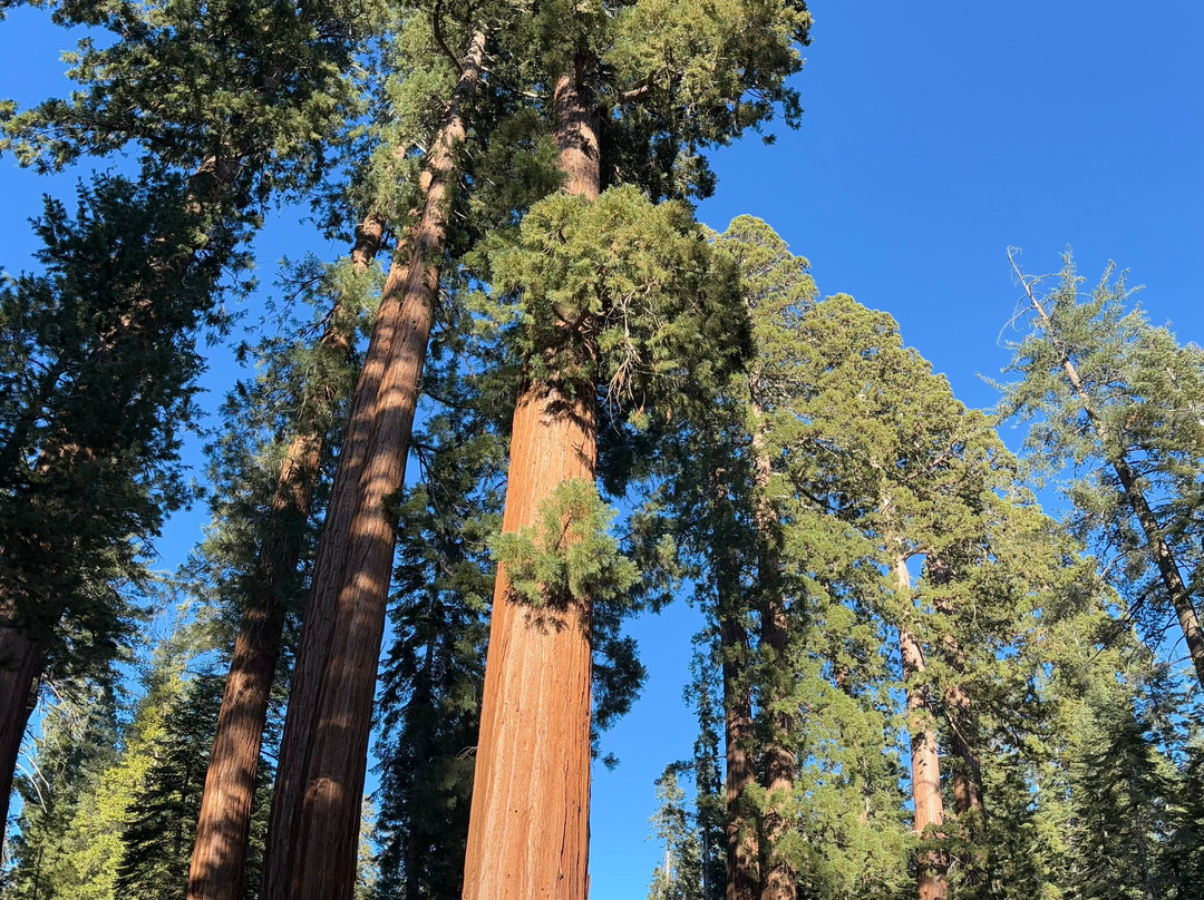 Mariposa Grove of Giant Sequoias景点图片