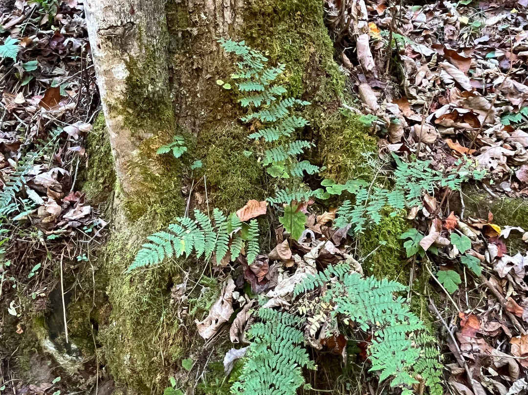 Rock Bridge Trail #207-Slade必去景点