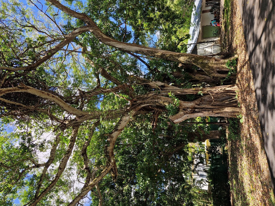 Sir Seewoosagur Ramgoolam Botanical Garden-庞波慕斯必去景点