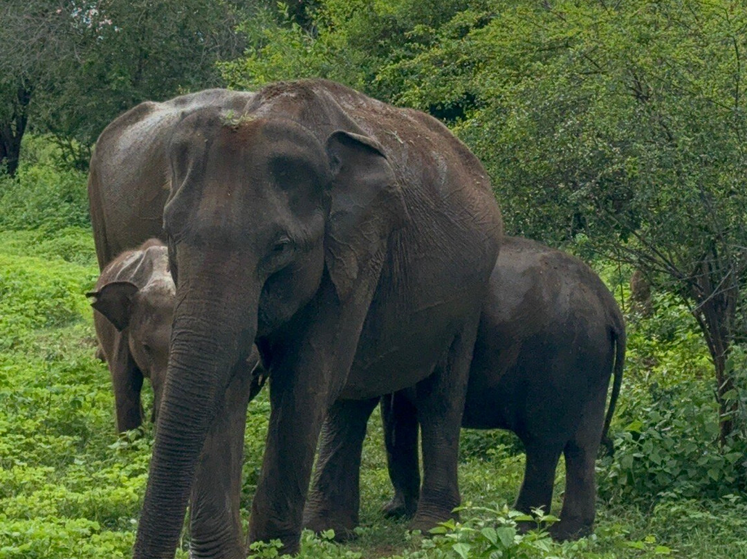 Udawalawa Safari Sri Lanka-Kirillawala必去景点