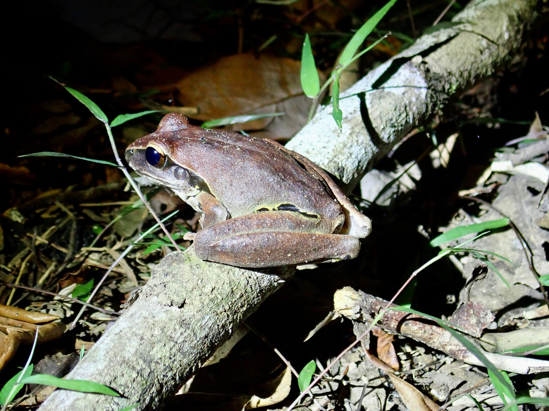 Eyes on Wildlife- 阿瑟顿必去景点