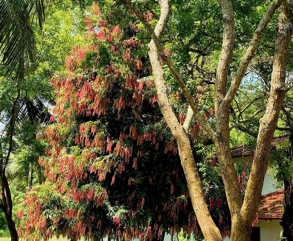 Ayurveda Kuren Maho主图