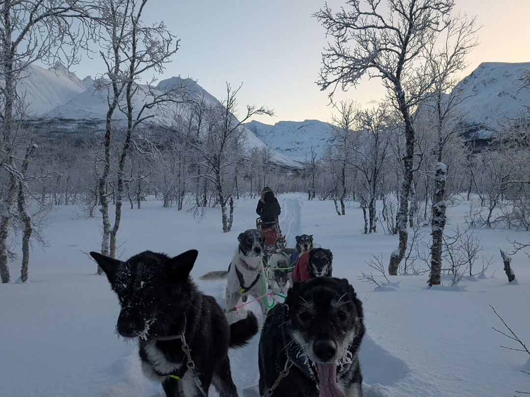 Happy Tails Husky Tours景点图片