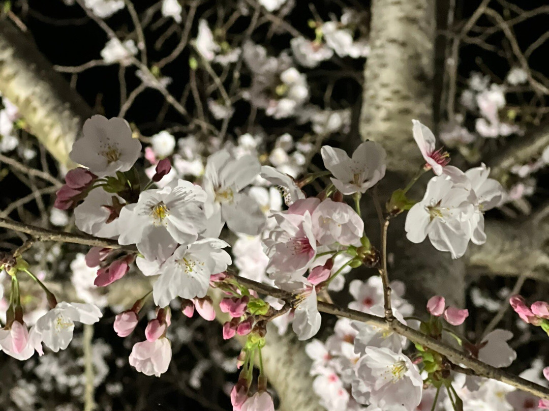 Ono Cherry Blossom Corridor-小野市必去景点