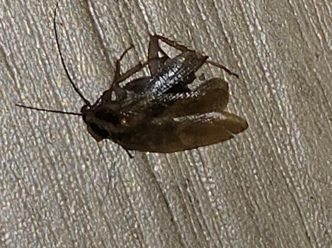 温彻斯特红顶客栈主图