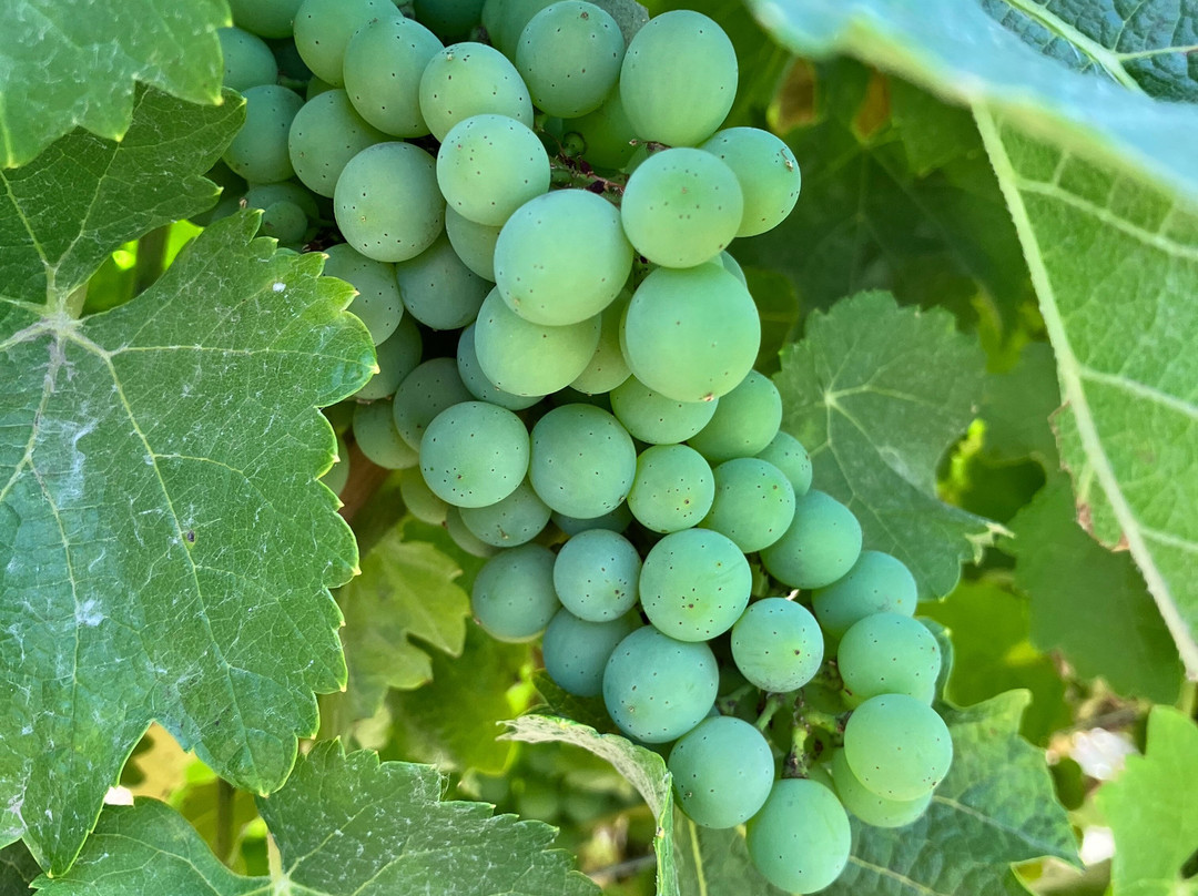 Experiencia Laberinto-Colbun必去景点