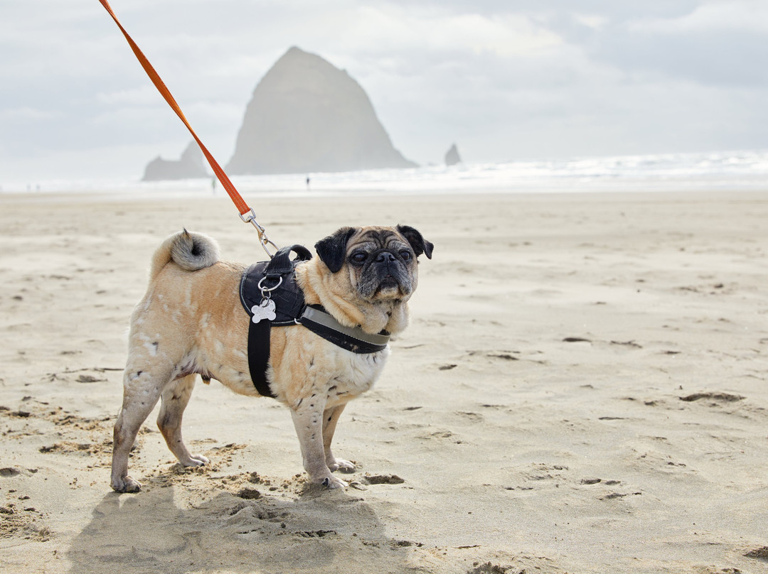 瑟夫杉度假村主图