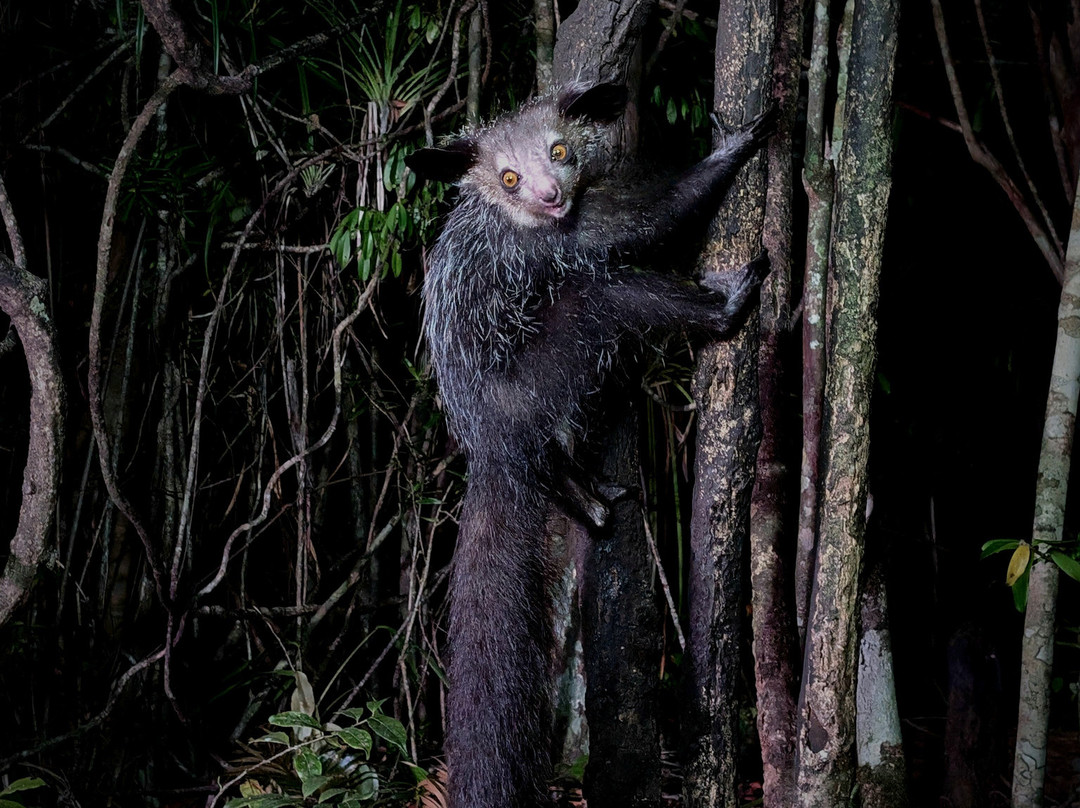GMT+3 Great Madagascar Tours - Day Tours景点图片