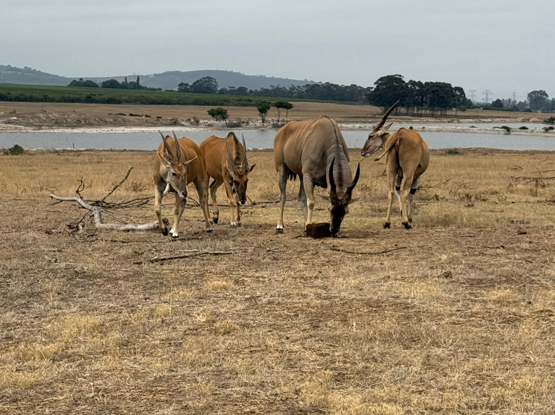 Villiera Wines-Koelenhof必去景点
