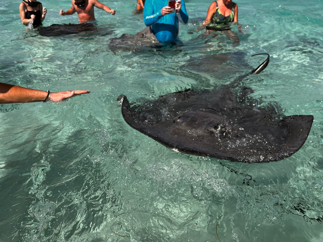 Stingray Sailing-大开曼岛必去景点