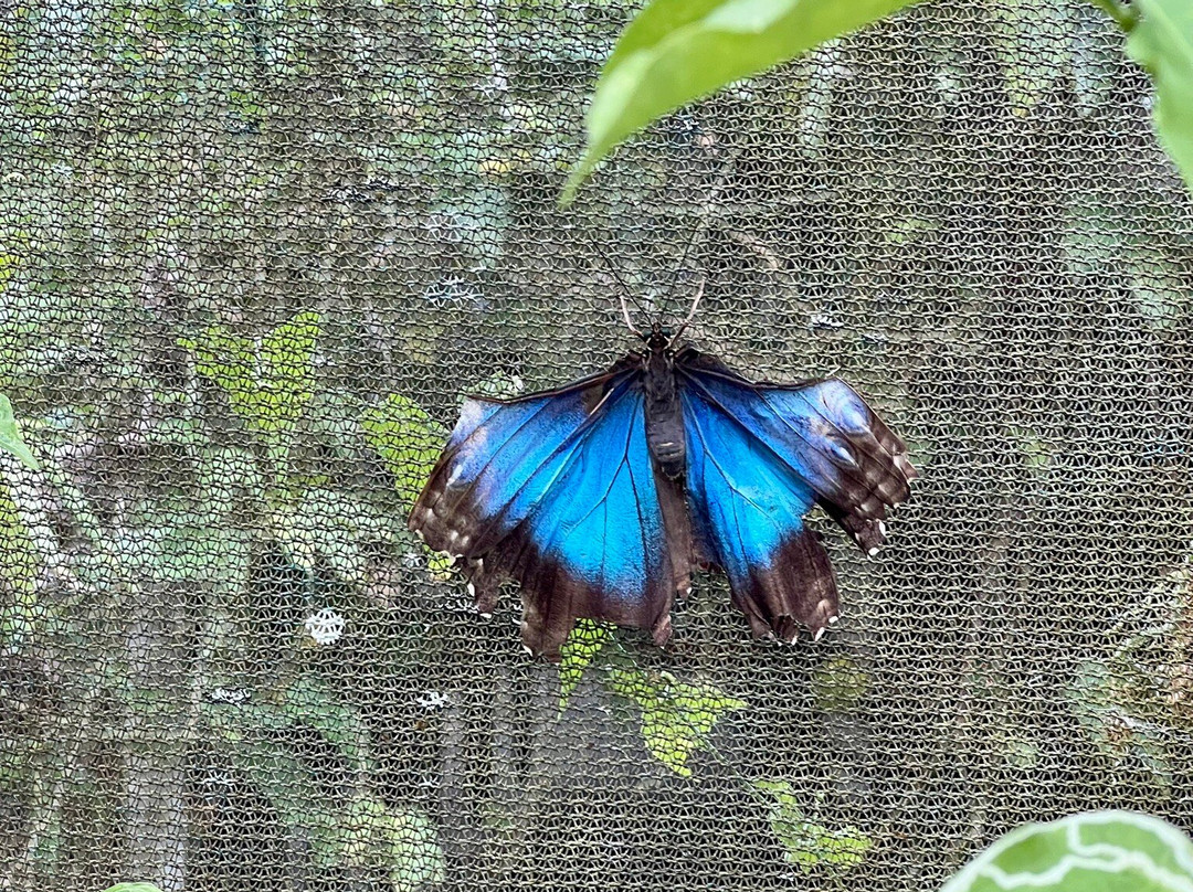 Butterfly Haven景点图片