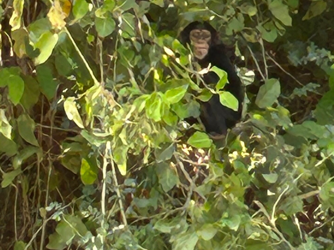 Smiley, Your Eco-Nature Guide in Kuntaur Gambia景点图片