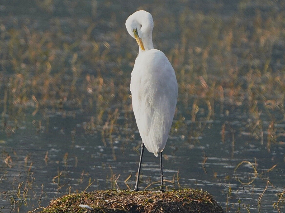 Sultanpur National Park景点图片