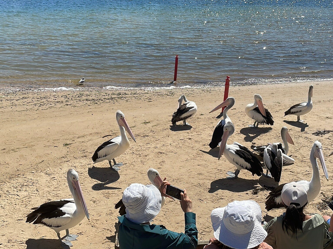 San Remo Fishermans Co-Op Pelican Feeding-圣雷莫必去景点