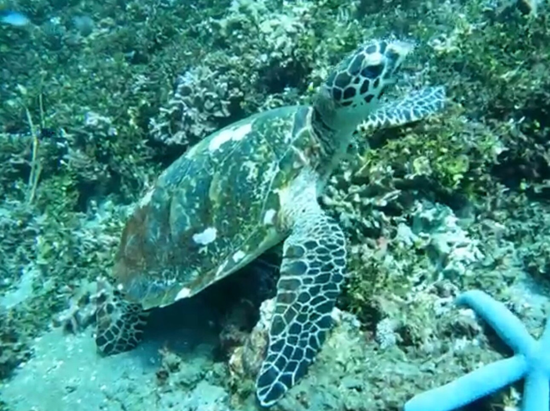 Amed Bali Snorkeling Tour Guide