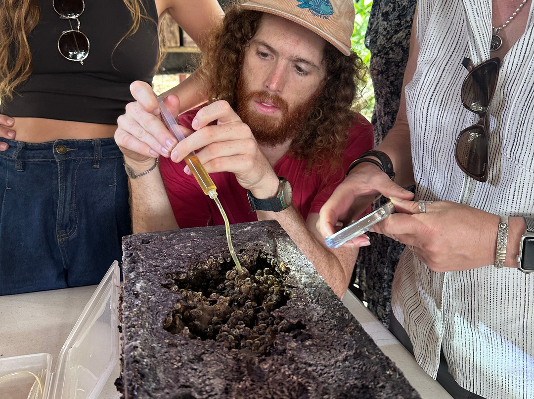 Mayan Bees Experience-Xul-Ha必去景点