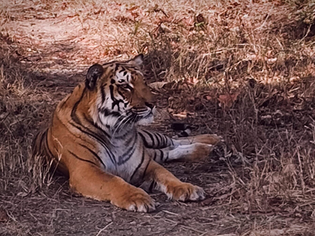 Corbett Safari景点图片