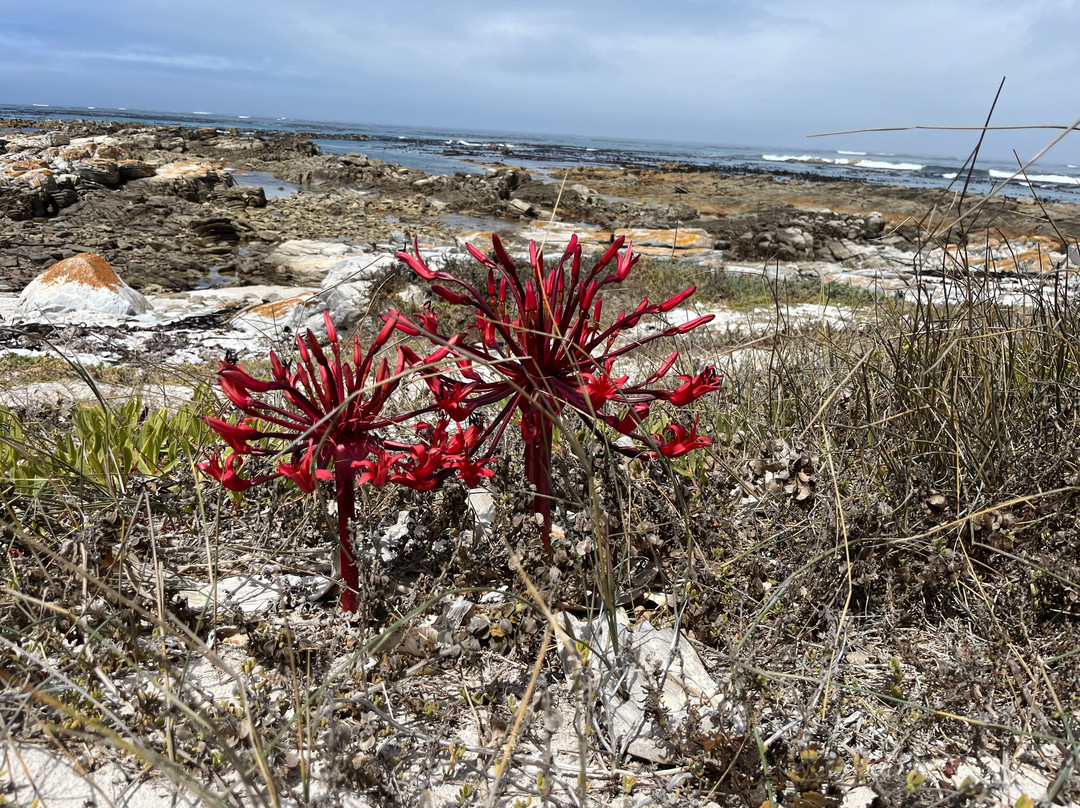 Beachcomber Guide-干斯拜必去景点