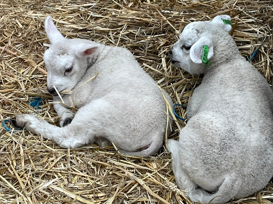 Kwekerij Siem Munster (Tulip Excursion)-Slootdorp必去景点