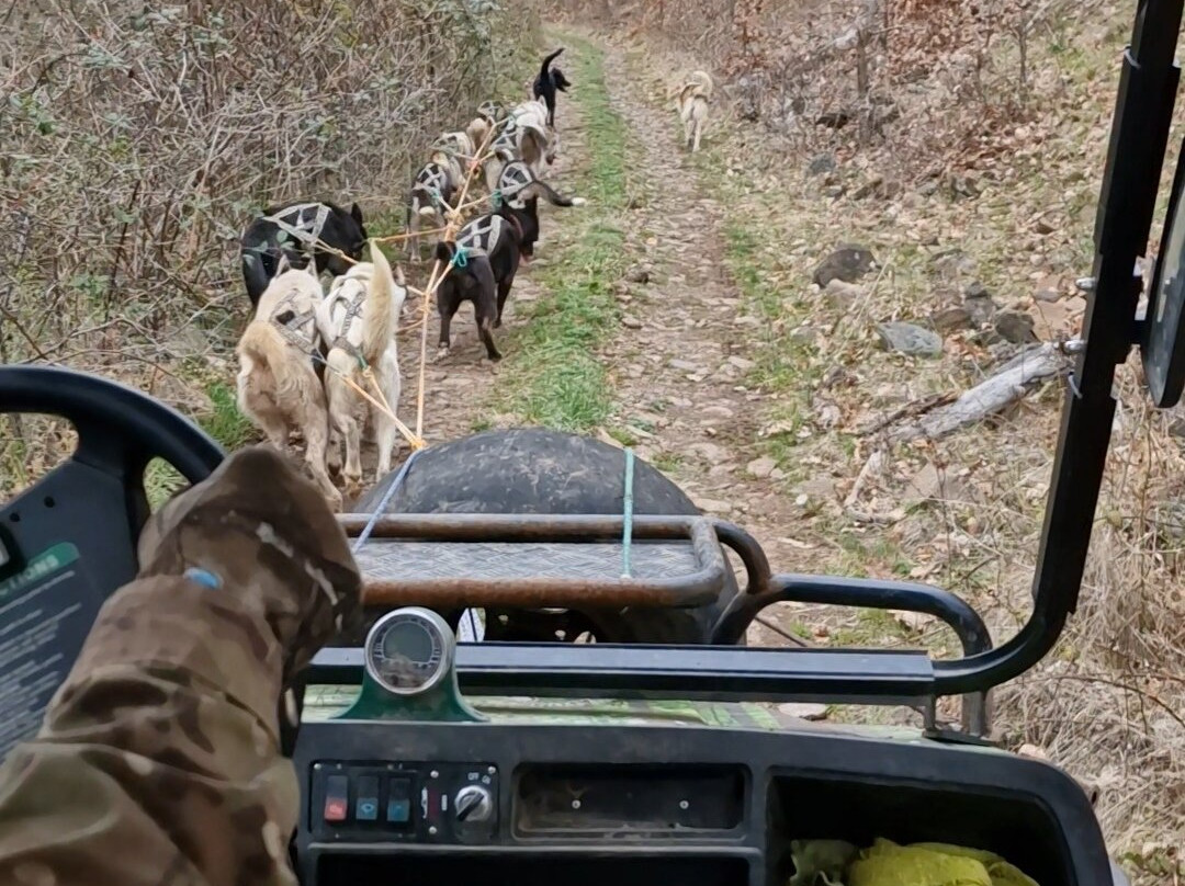 Dog sled tour  Mátrafüred-马特劳菲赖德必去景点
