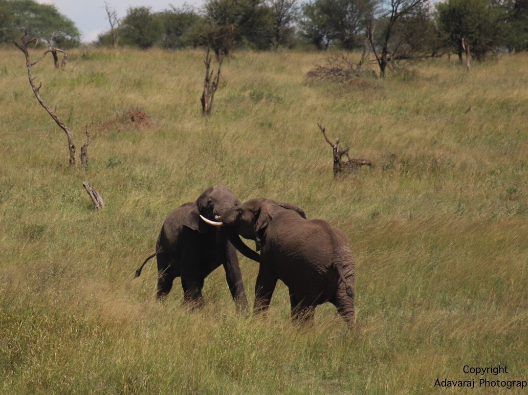 Serengeti National Park景点图片