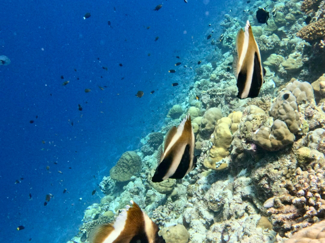 Ocean Mantra Retreats景点图片