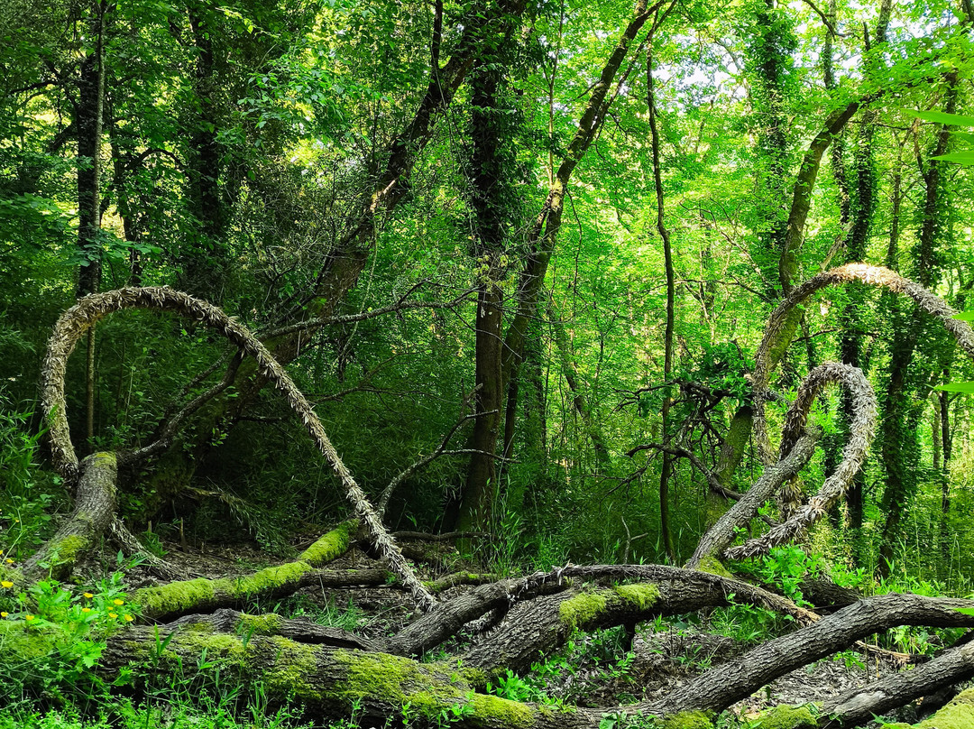 Opera Bosco - Museo di Arte nella Natura-Calcata必去景点