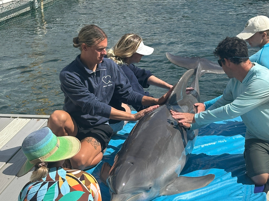 Island Dolphin Care-拉哥岛必去景点