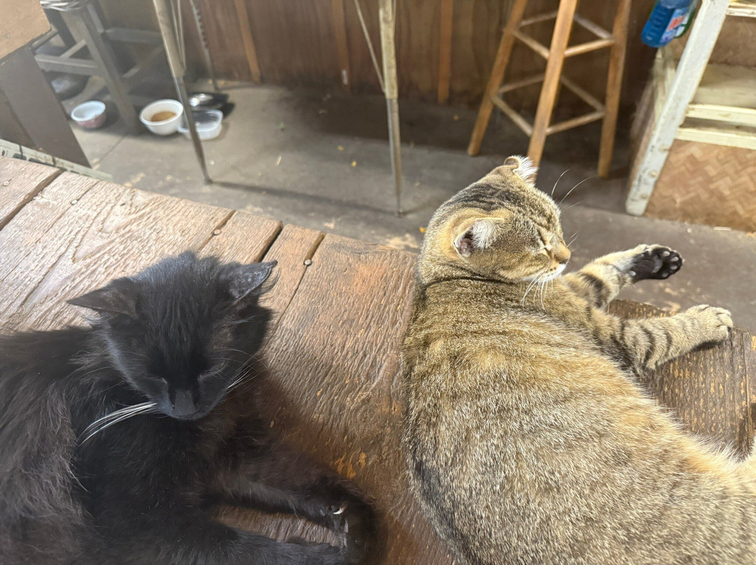 North Shore Macadamia Nut Company-哈雷瓦必去景点