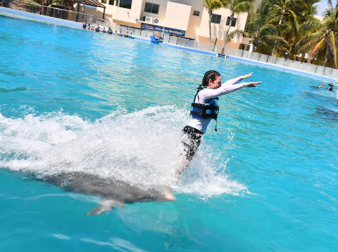 Dolphin Discovery Playa Del Carmen-普拉亚德尔卡曼必去景点