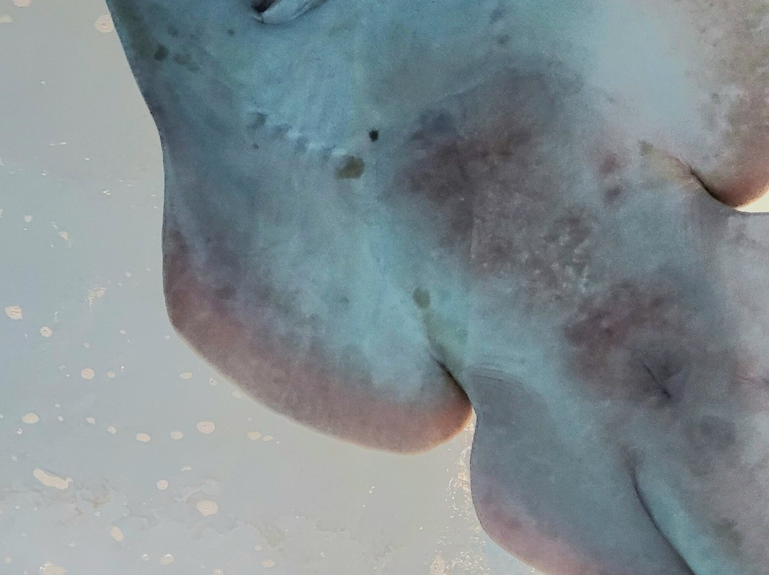Aquarium Costa De Almería-滨海罗克塔斯必去景点