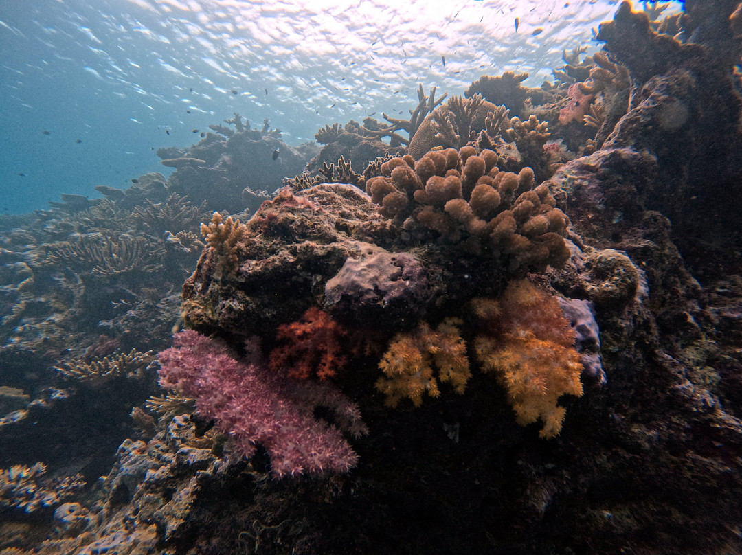 Dive Academy Fiji-Waiyevo必去景点