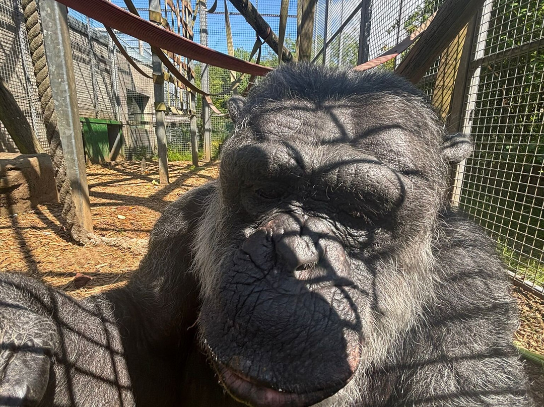 Wales Ape and Monkey Sanctuary-Abercraf必去景点