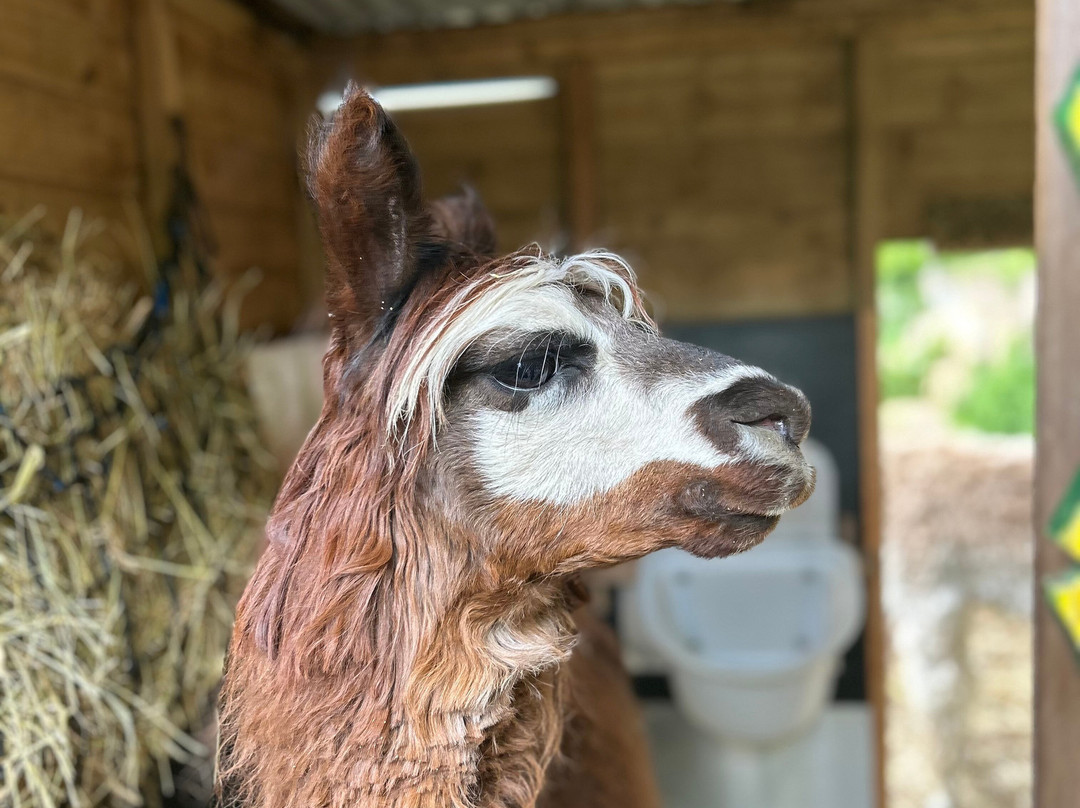 Alpaca Trekking-Wells-next-the-Sea必去景点