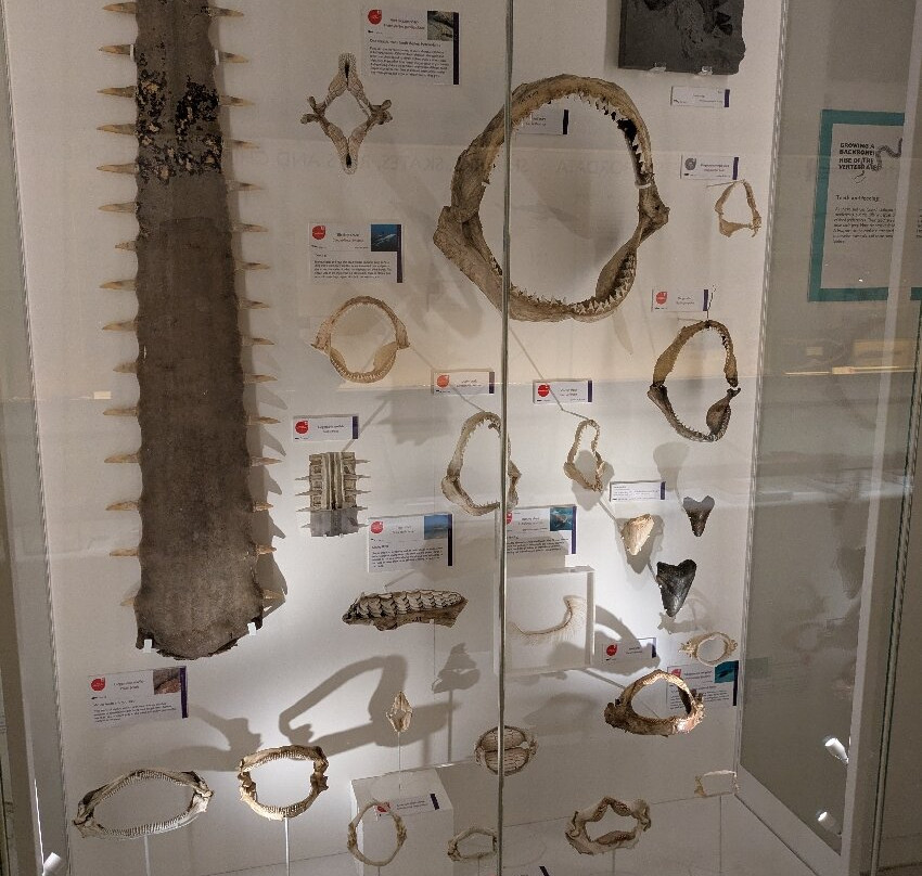 University Museum of Zoology-剑桥必去景点